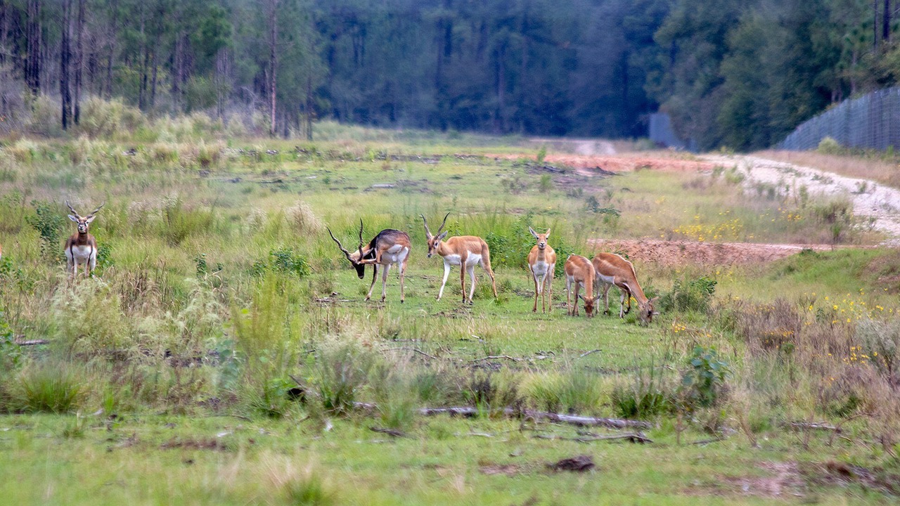Photo of Outdoor in Kountze