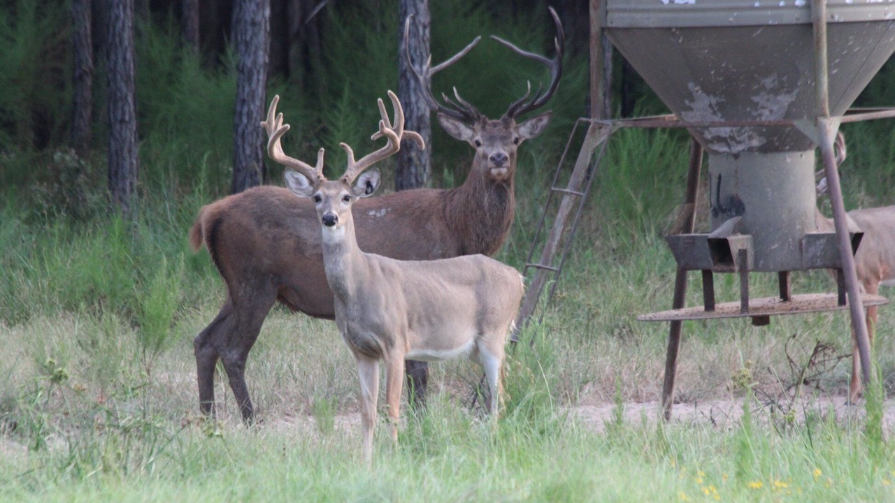 Photo of Outdoor in Kountze