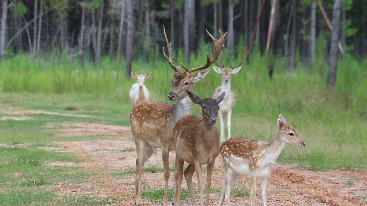 Photo of Outdoor in Kountze