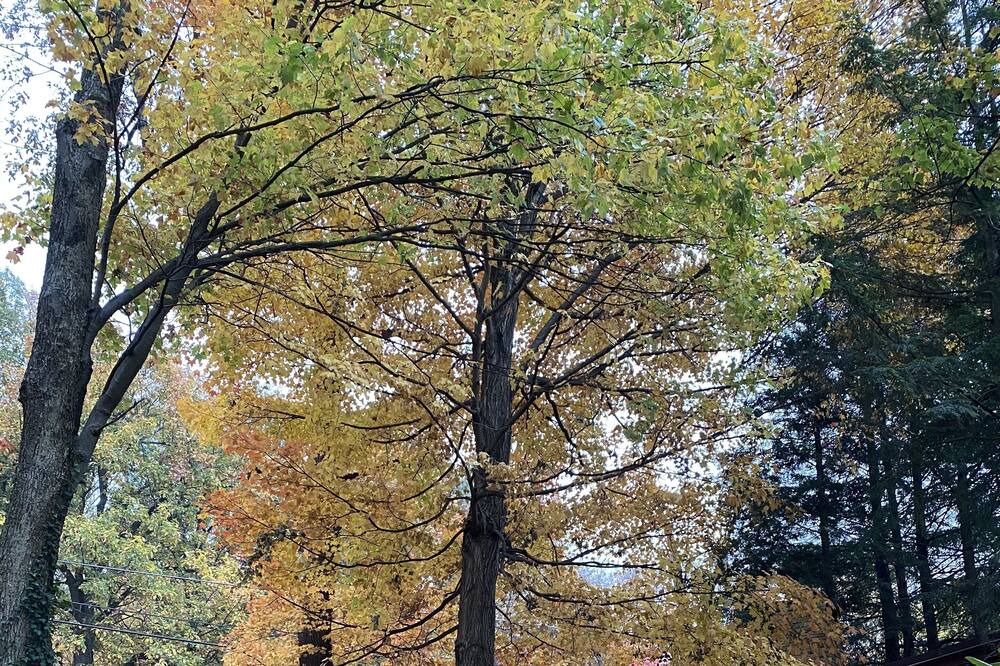 Photo of Outdoor in Connellsville