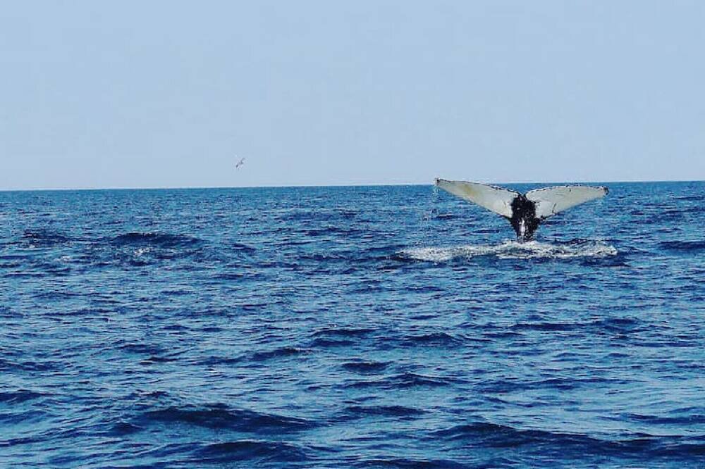 Photo of Others in Grand Manan Island