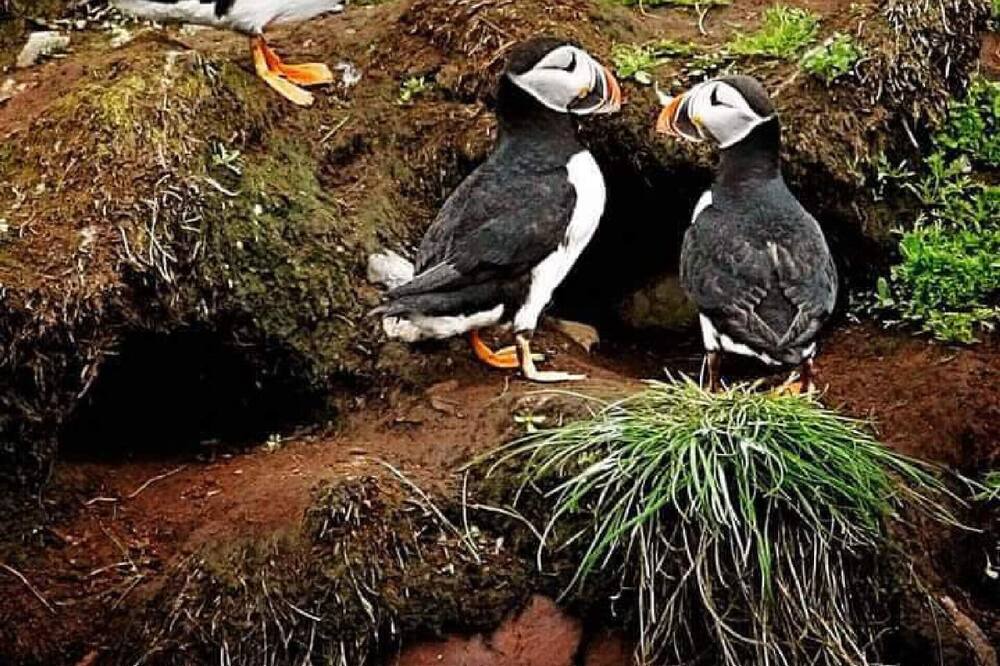 Photo of Others in Grand Manan Island