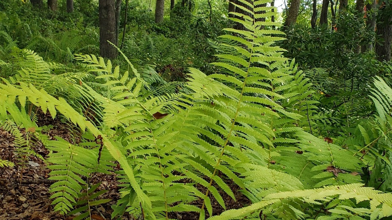 Photo of Outdoor in Murchison