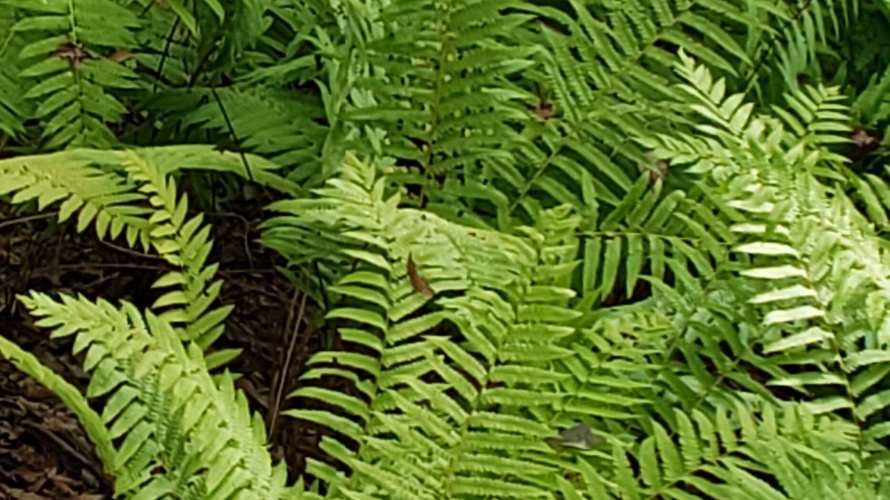 Photo of Outdoor in Murchison