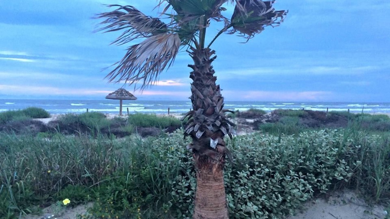 Photo of Outdoor in Surfside Beach