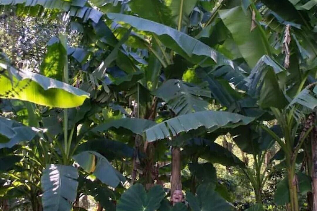 Photo of Outdoor in Cussay
