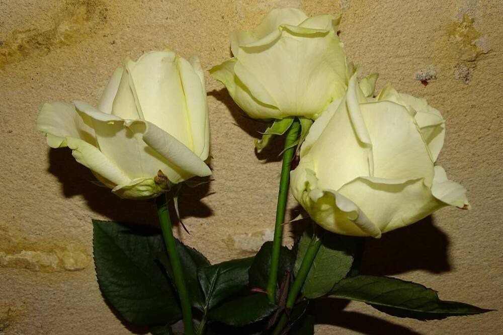 Photo of Others in Saint-Maur