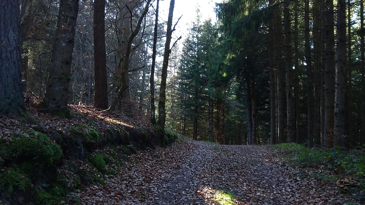 Photo of Outdoor in Saint-Pal-de-Senouire