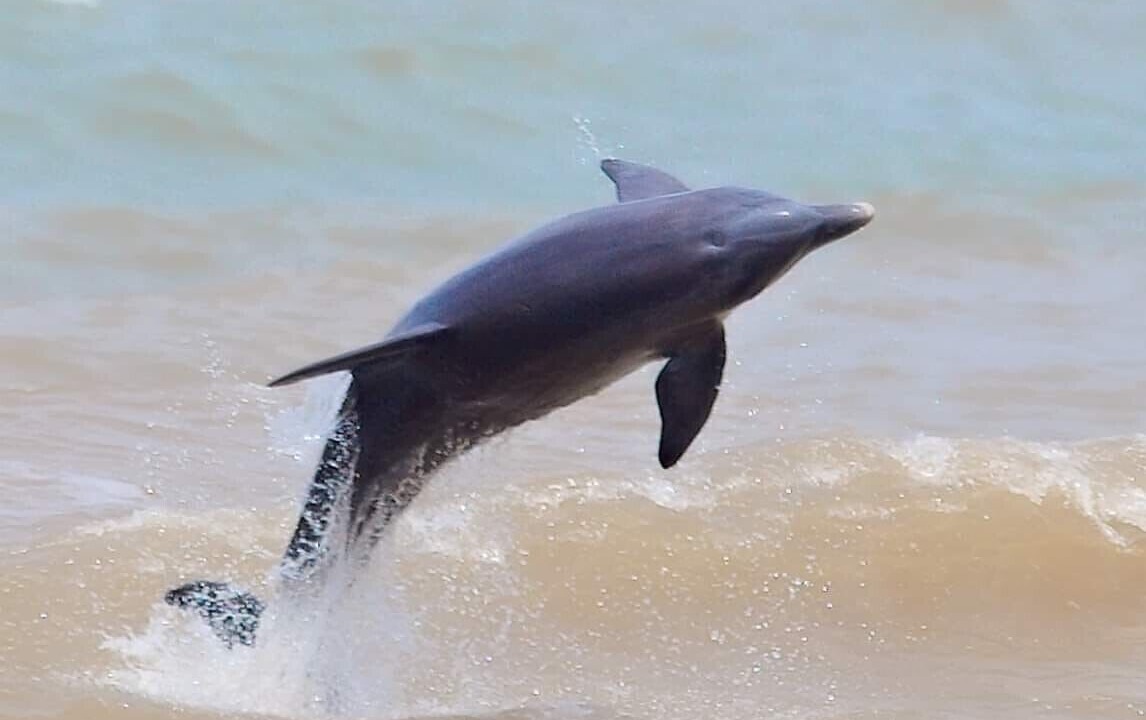 Photo of Others in Surfside Beach