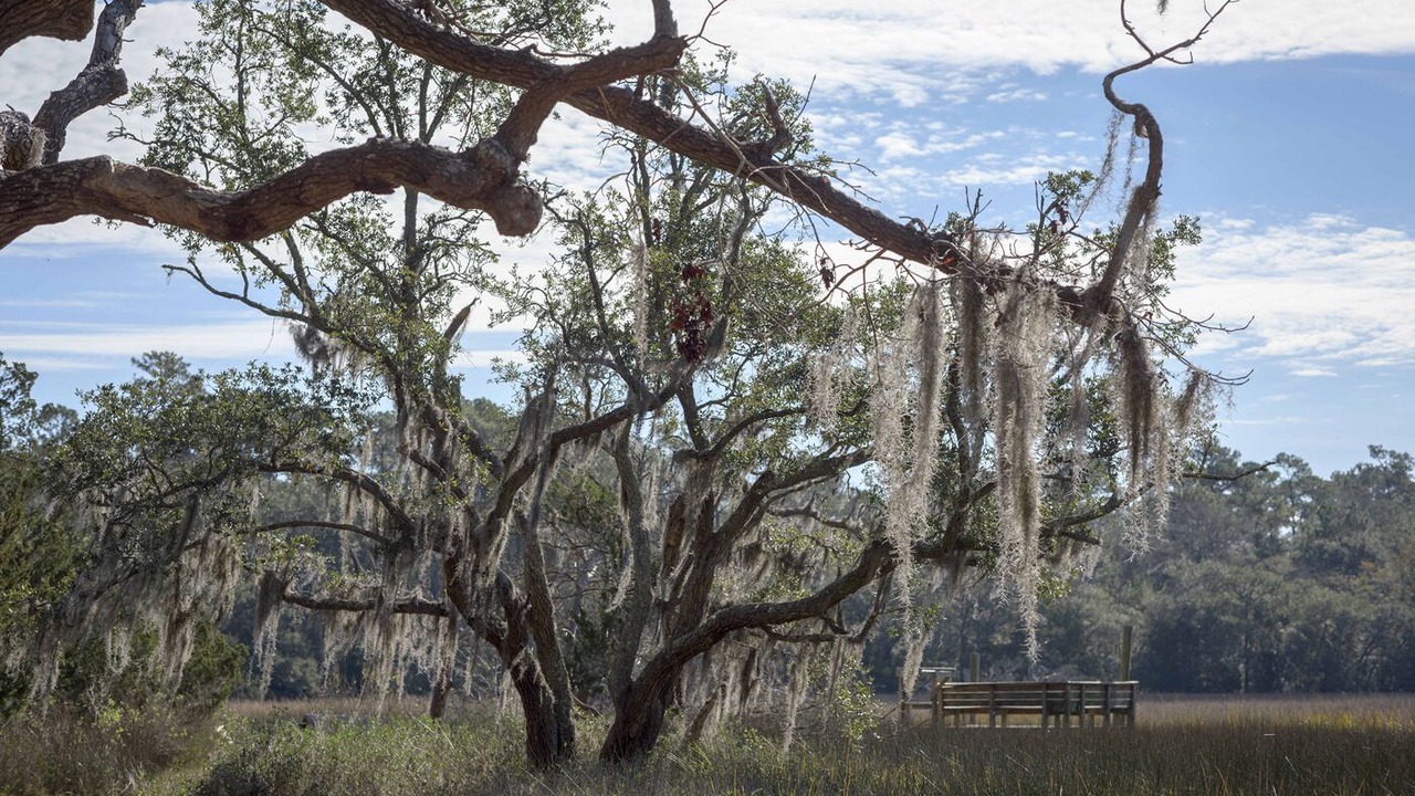 Photo of Outdoor in Edisto Island