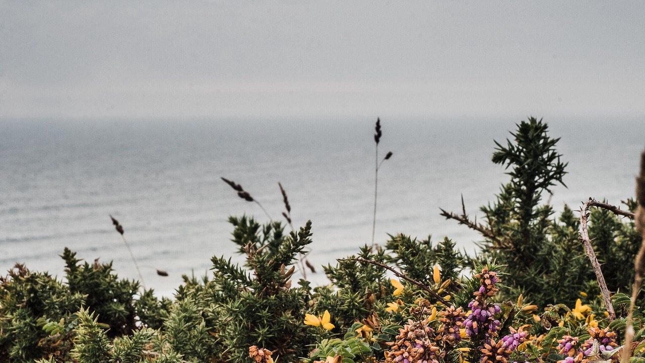 Photo of Others in Newquay