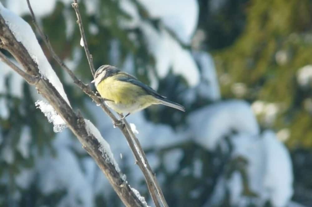 Photo of Outdoor in Ardelu