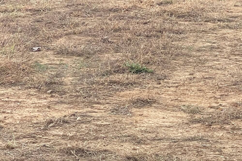 Photo of Others in Blue Mountain