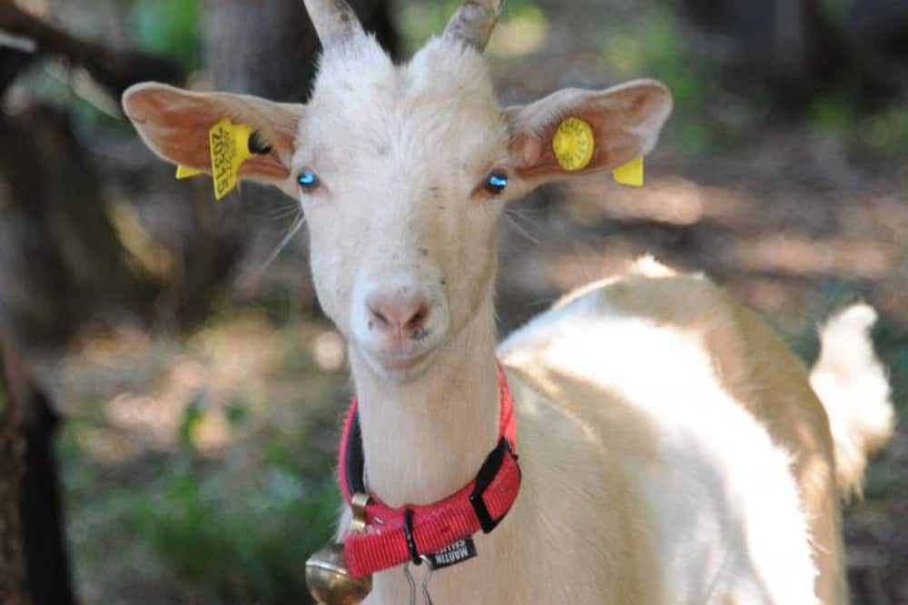 Photo of Bedroom in Avrilly