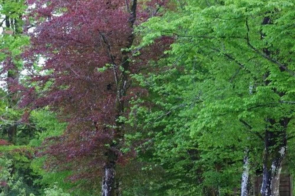Photo of Outdoor in Fougere