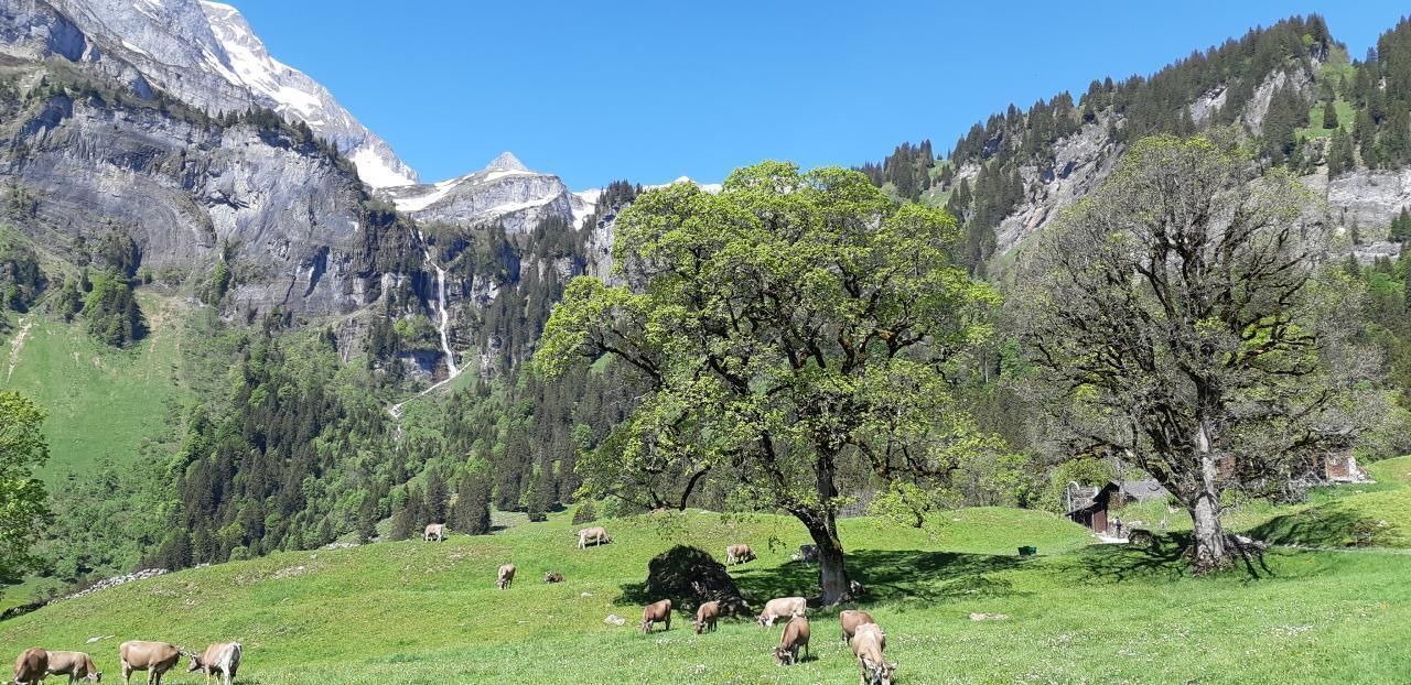Photo of Others in Braunwald