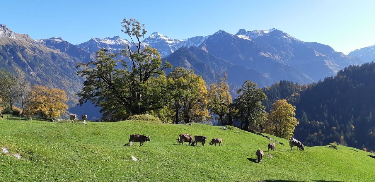 Photo of Others in Braunwald