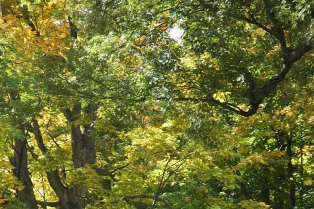 Photo of Outdoor in Chatham