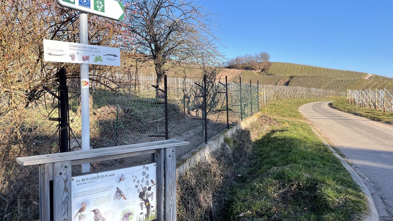 Photo of Others in Dambach-la-Ville