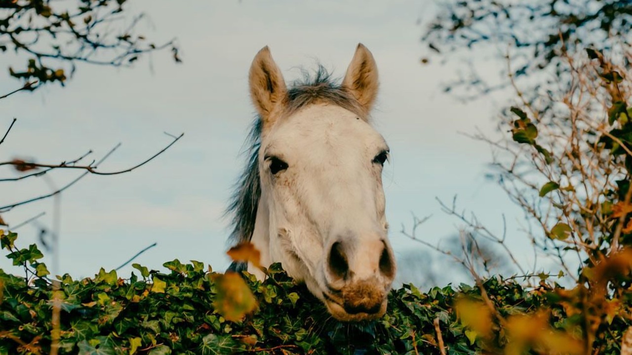 Photo of Outdoor in West Firle