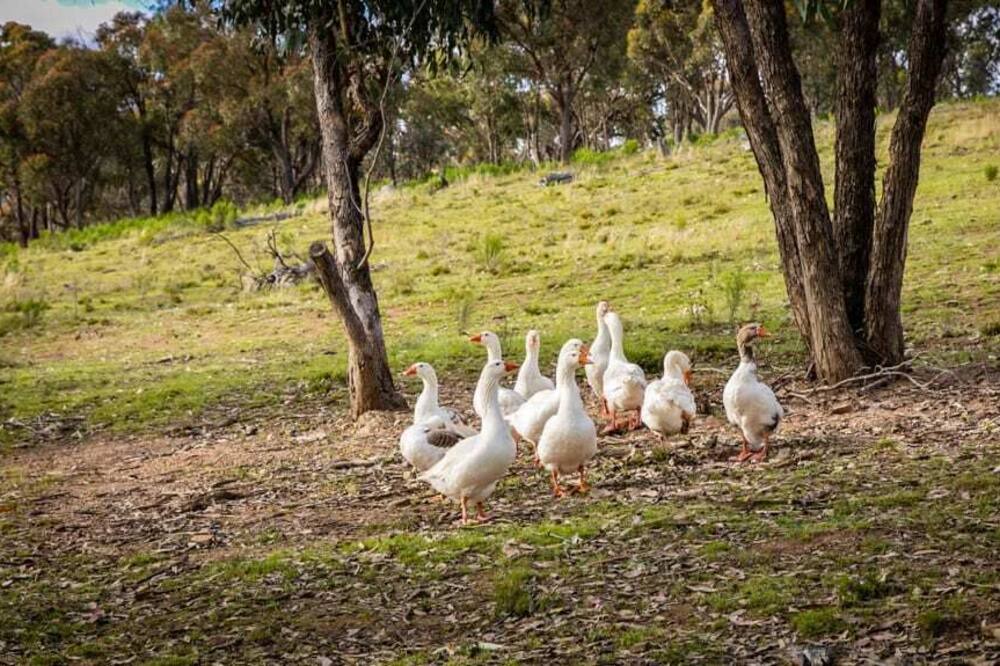 Photo of Others in Windeyer