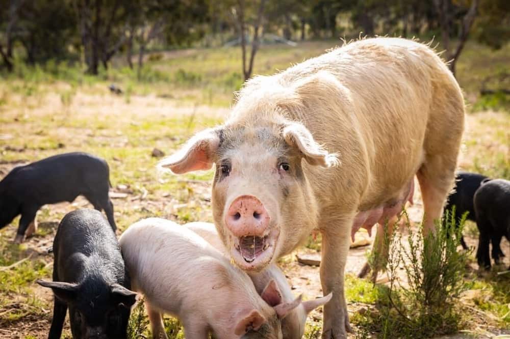 Photo of Others in Windeyer