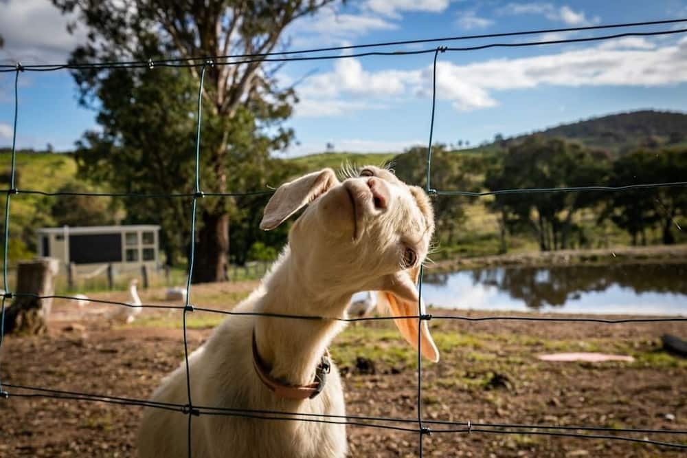 Photo of Others in Windeyer