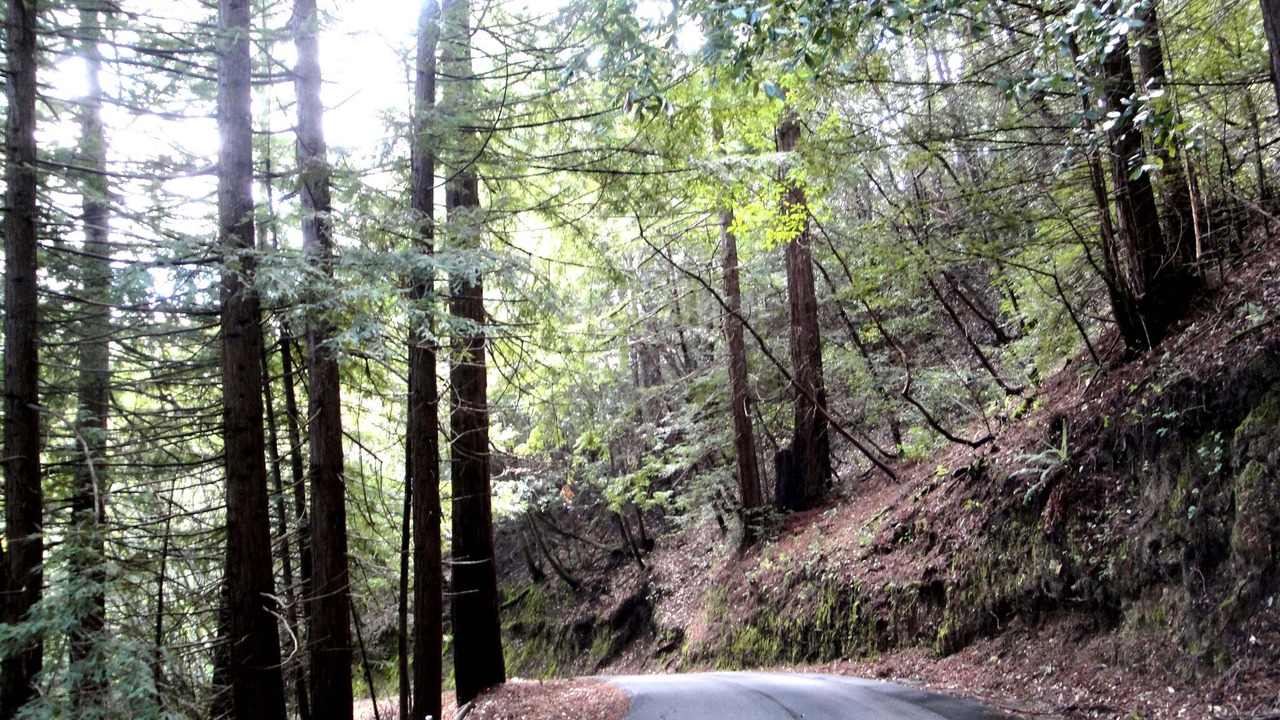 Photo of Others in Los Gatos