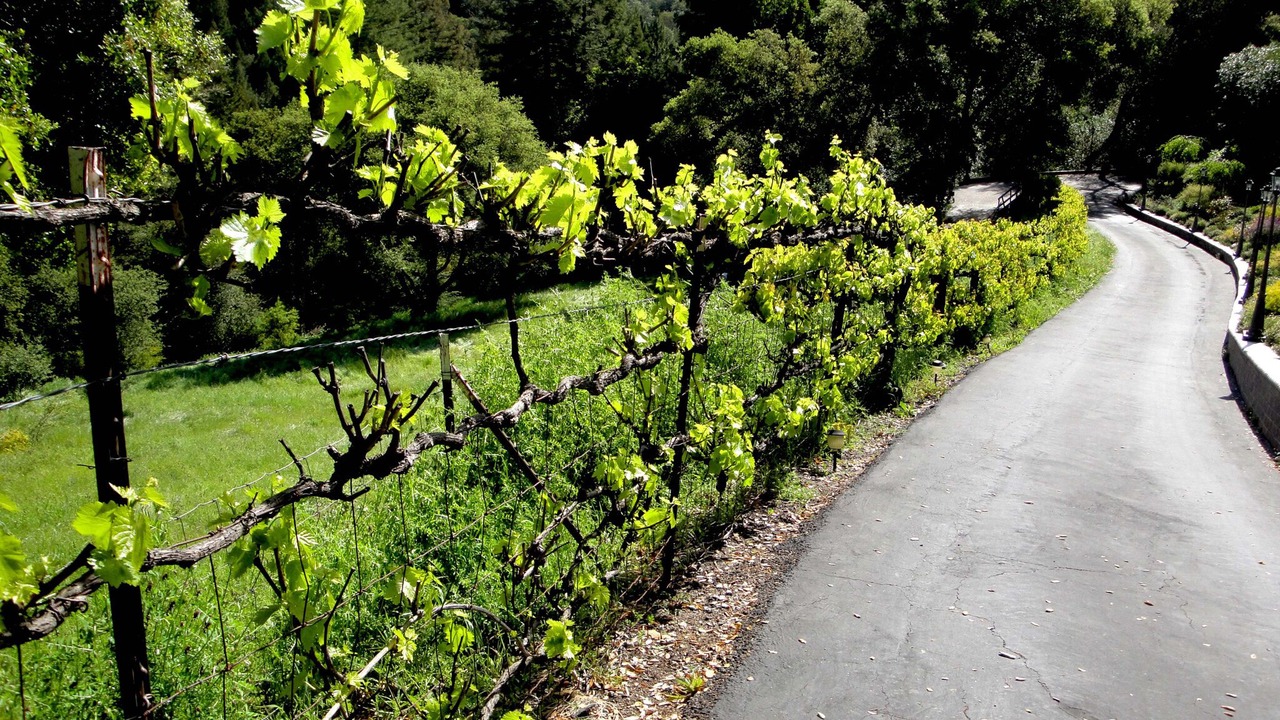 Photo of Outdoor in Los Gatos