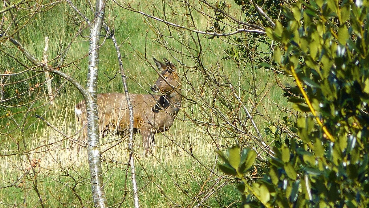 Photo of Outdoor in Ainley Top