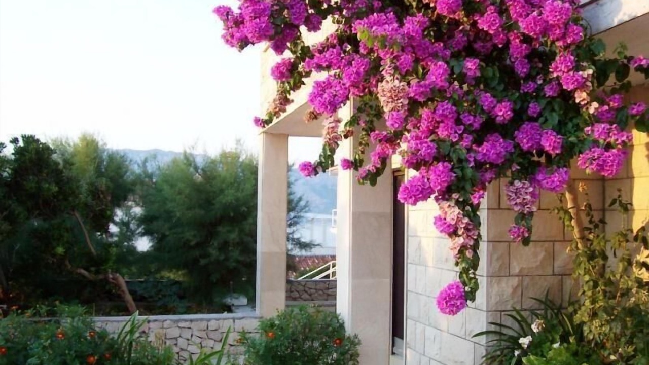 Photo of Outdoor in Povlja
