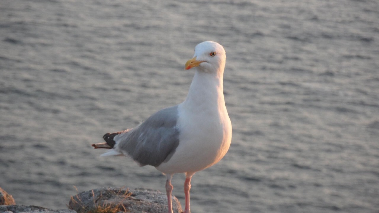 Photo of Others in Cleden-Cap-Sizun