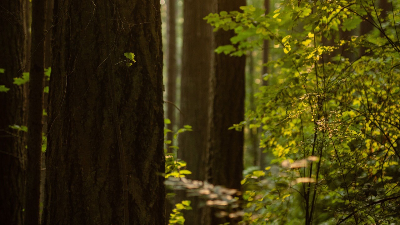 Photo of Outdoor in Kirkland
