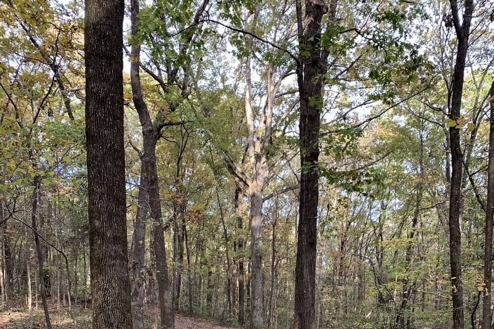 Photo of Others in Mountainburg