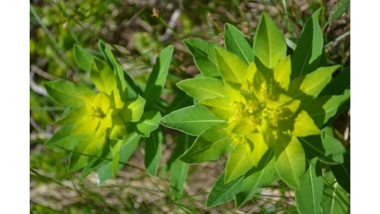 Photo of Outdoor in Aleu