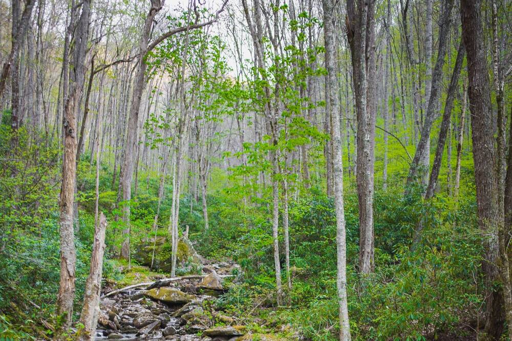 Photo of Outdoor in Barnardsville