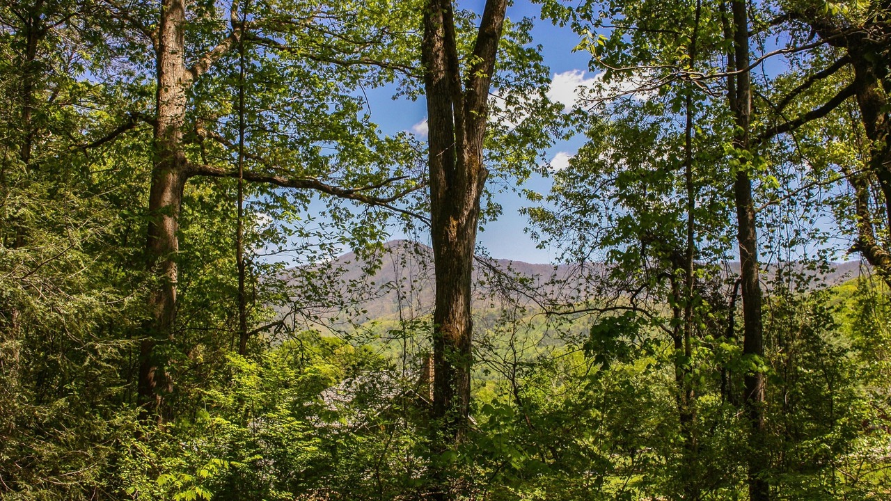 Photo of Others in Wears Valley