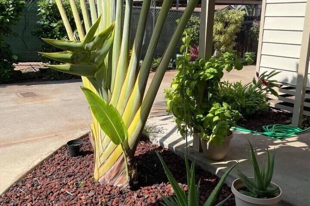 Photo of Outdoor in Ewa