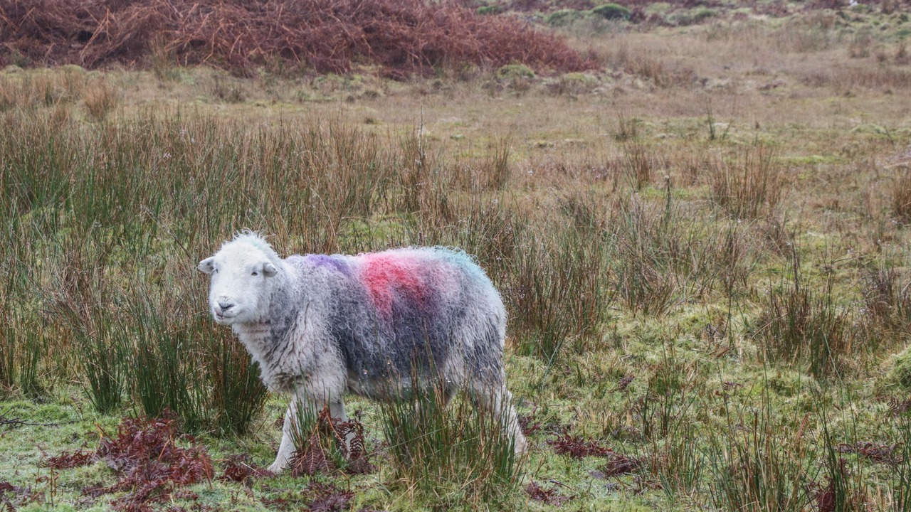 Photo of Others in Wigton