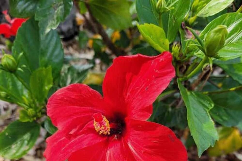 Photo of Others in Budgewoi