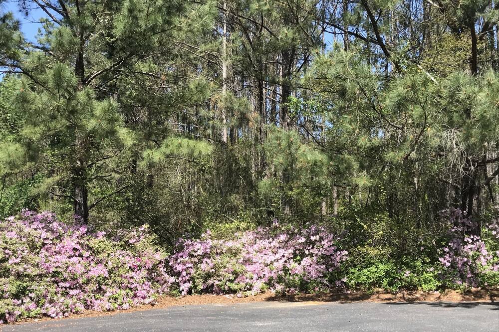 Photo of Outdoor in Mobile