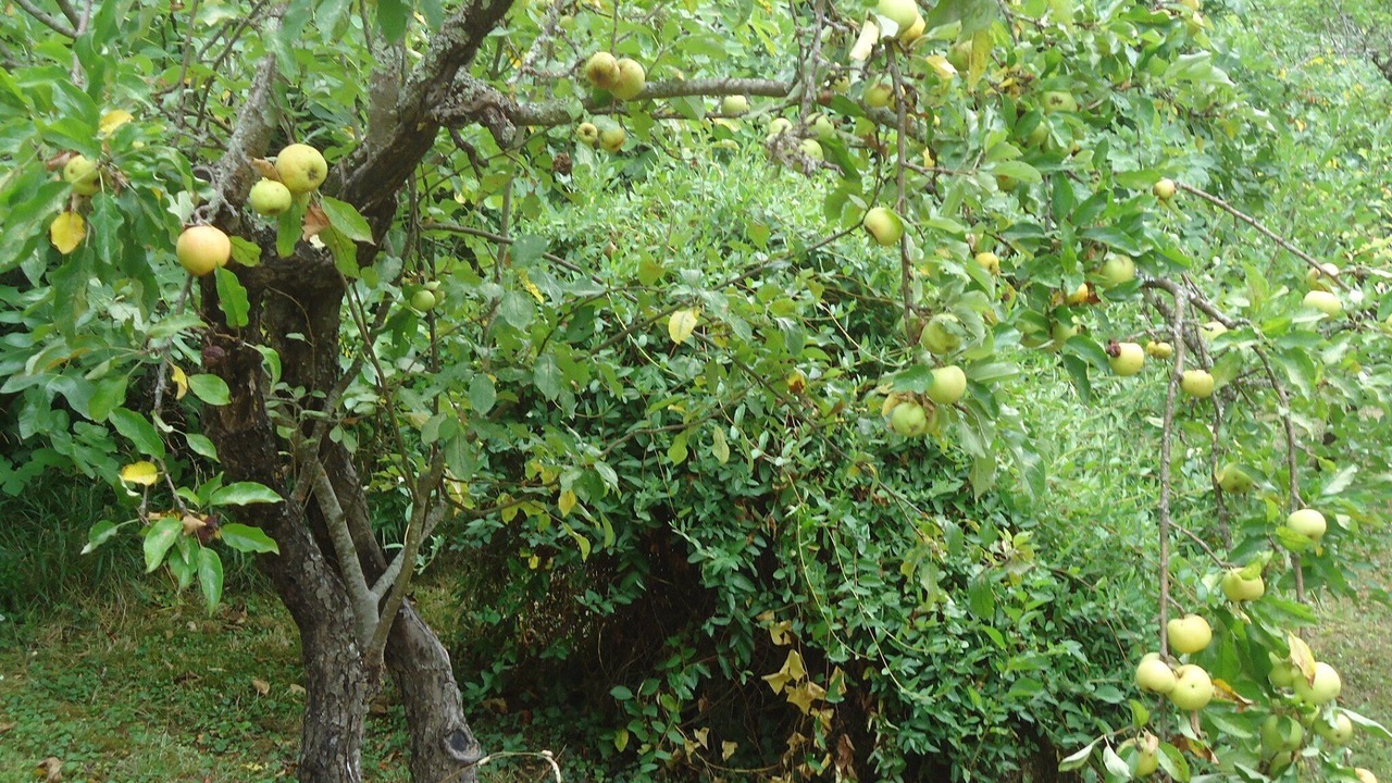 Photo of Outdoor in Lussan