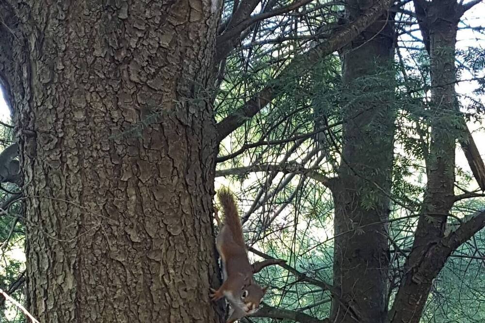 Photo of Others in Sainte-Ann-des-Lacs