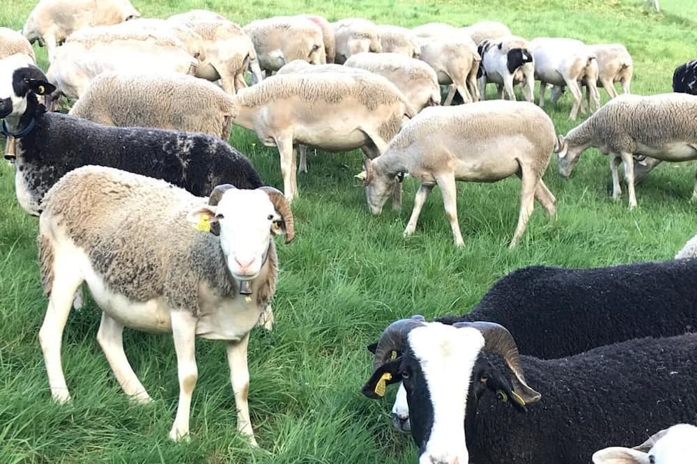 Photo of Outdoor in Labassere