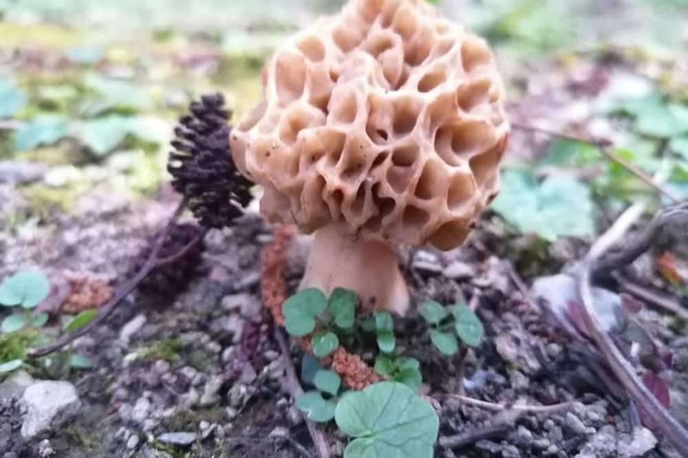 Photo of Outdoor in Labassere