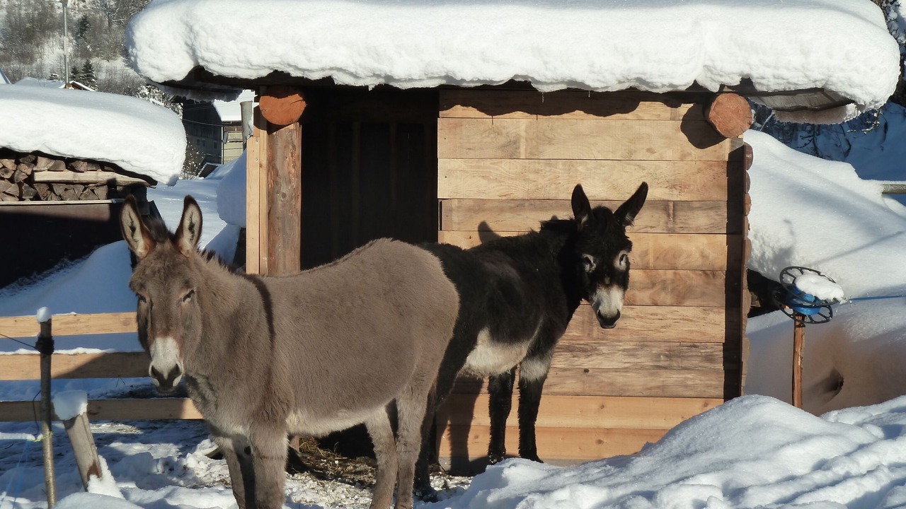 Photo of Others in Seytroux