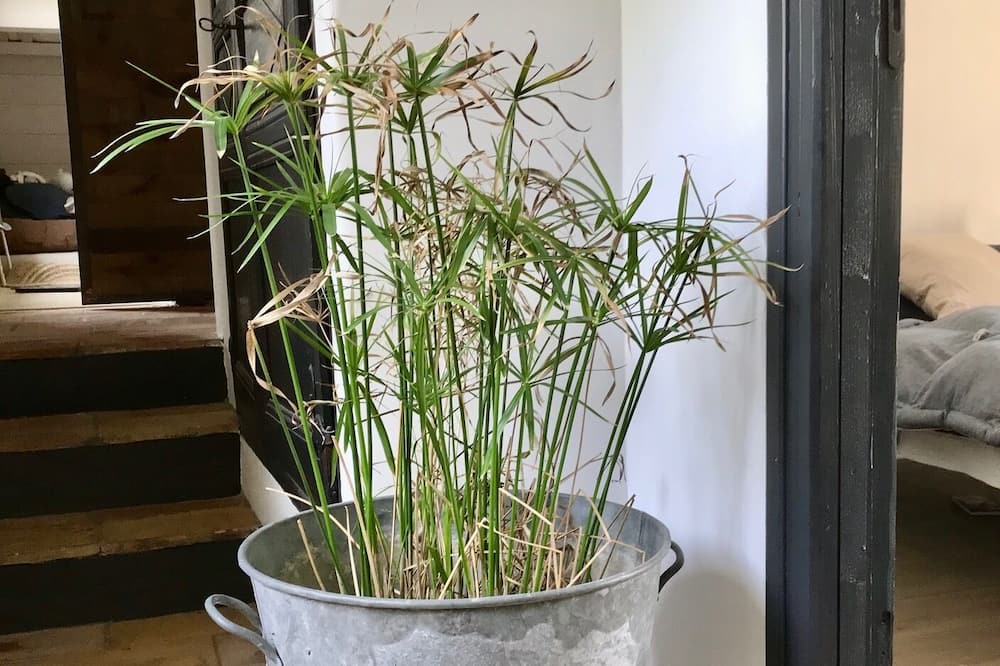 Photo of Others in Saint-Siffret