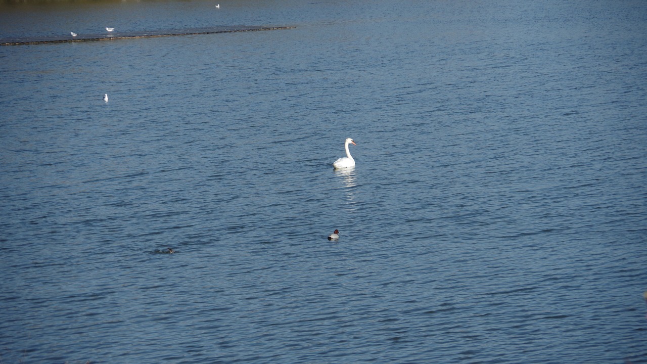 Photo of Others in Mezieres-en-Brenne