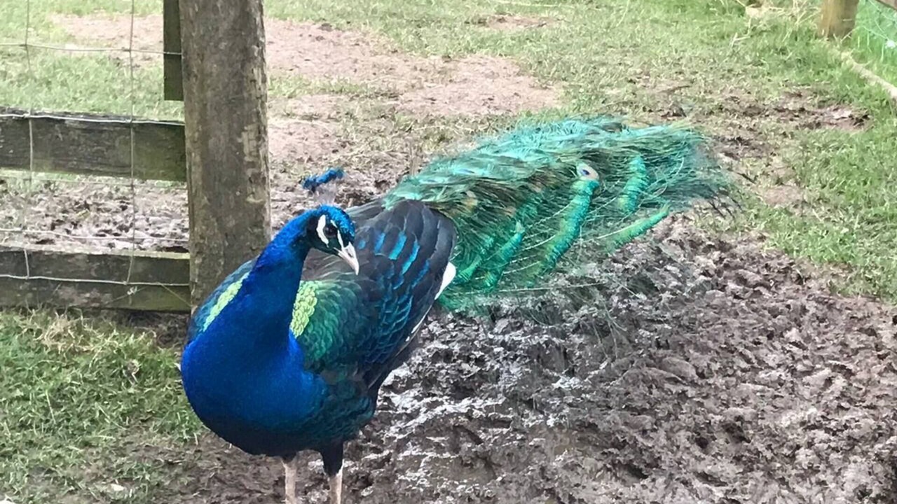 Photo of Others in Corwen