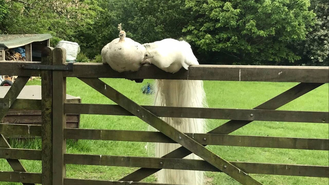 Photo of Outdoor in Corwen